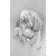 Portrait animalier au fusain - Grand format 32,5 x 50 cm