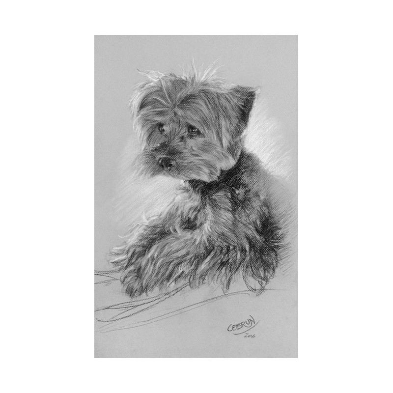 Portrait animalier au fusain - Grand format 32,5 x 50 cm