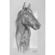Portrait animalier au fusain - Grand format 32,5 x 50 cm