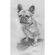 Portrait animalier au fusain - Grand format 32,5 x 50 cm